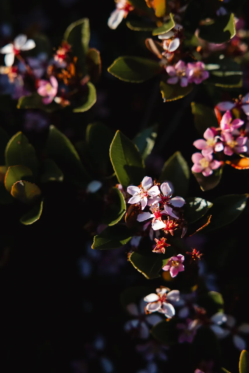 Pink Flowers in Spring