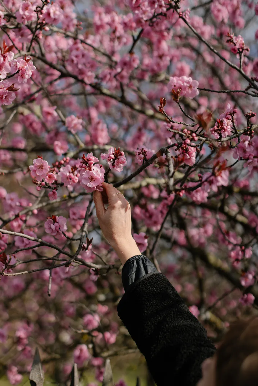 Pink Blossoms in Spring with Hand