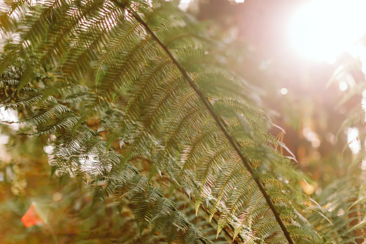 Foliage at the Royal Tasmanian Botanical Gardens