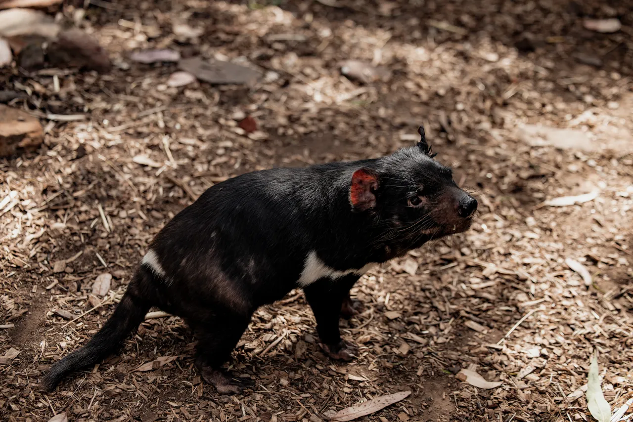 Tasmanian Devil at Bonorong Wildlife Sanctuary