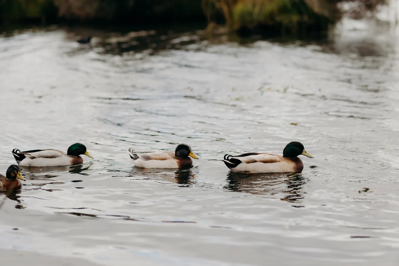 Duck