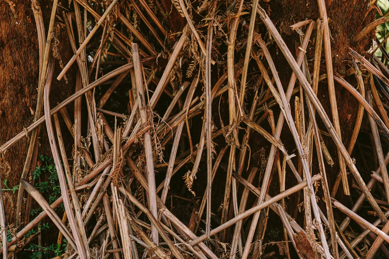 Dried Out Plant Details