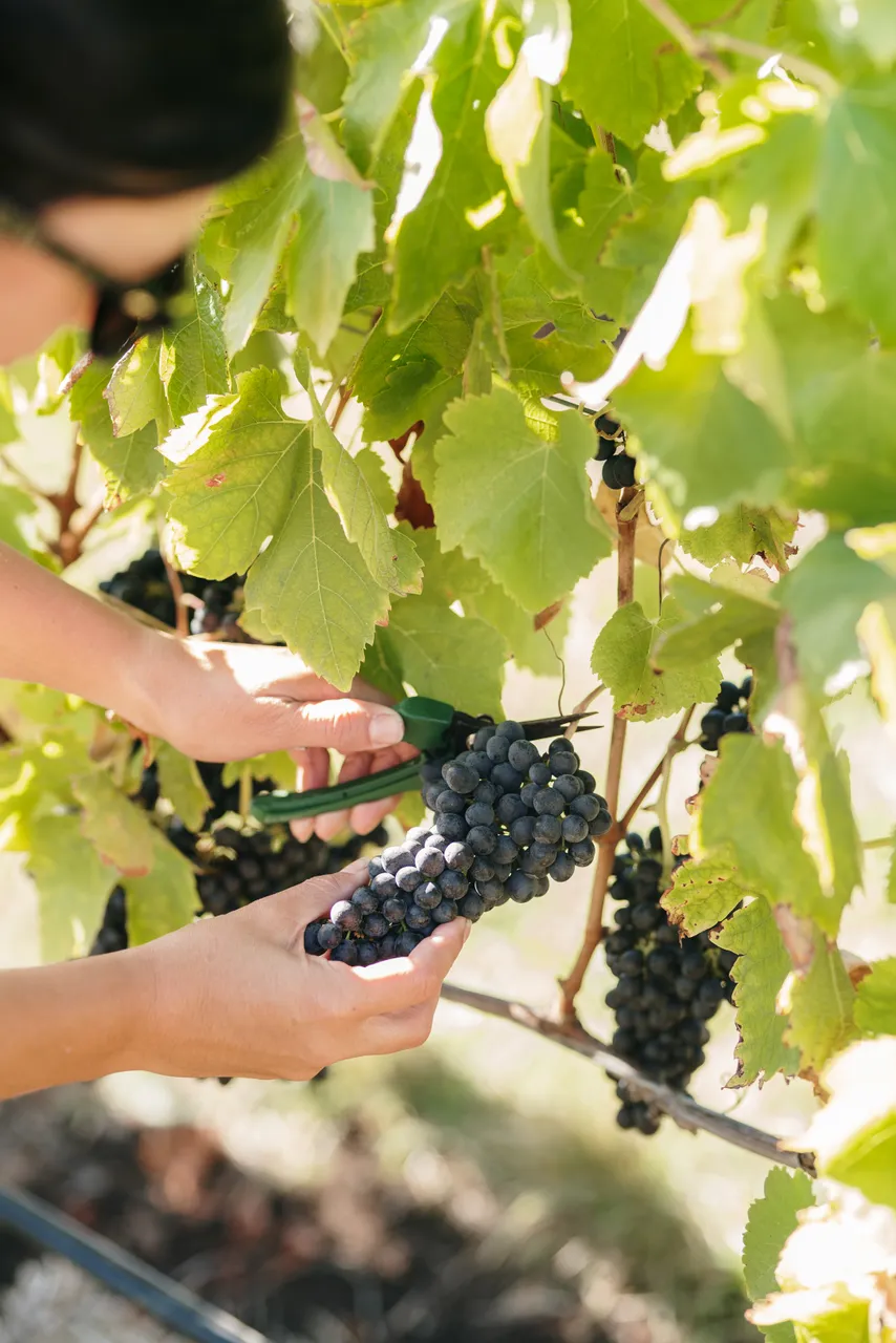 Harvesting Grapes at Utzinger Wines