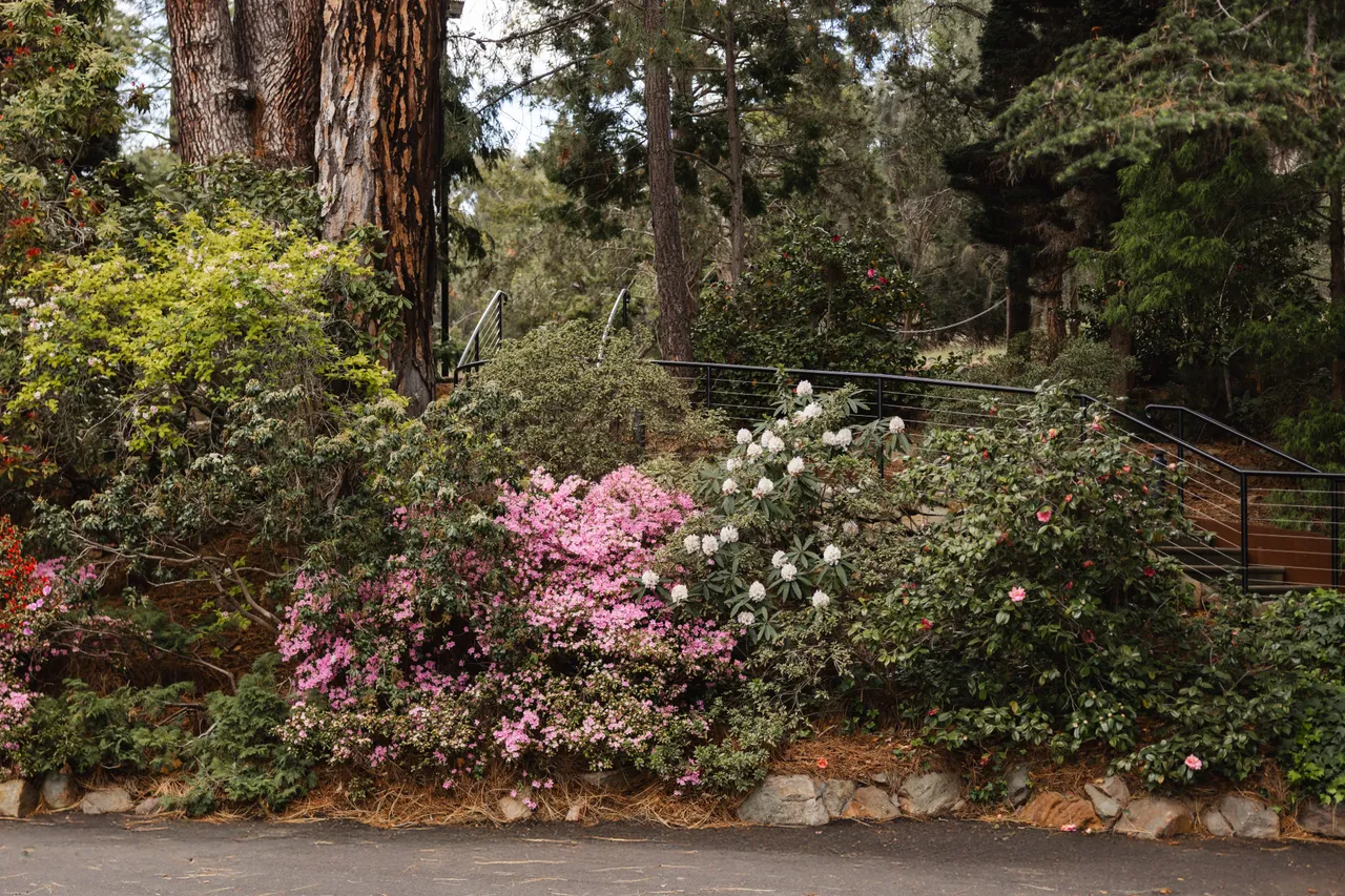 Spring Blooms at the Royal Tasmanian Botanical Gardens