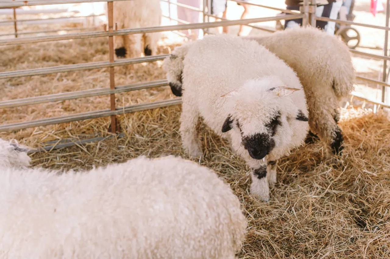 Sheep at Agfest
