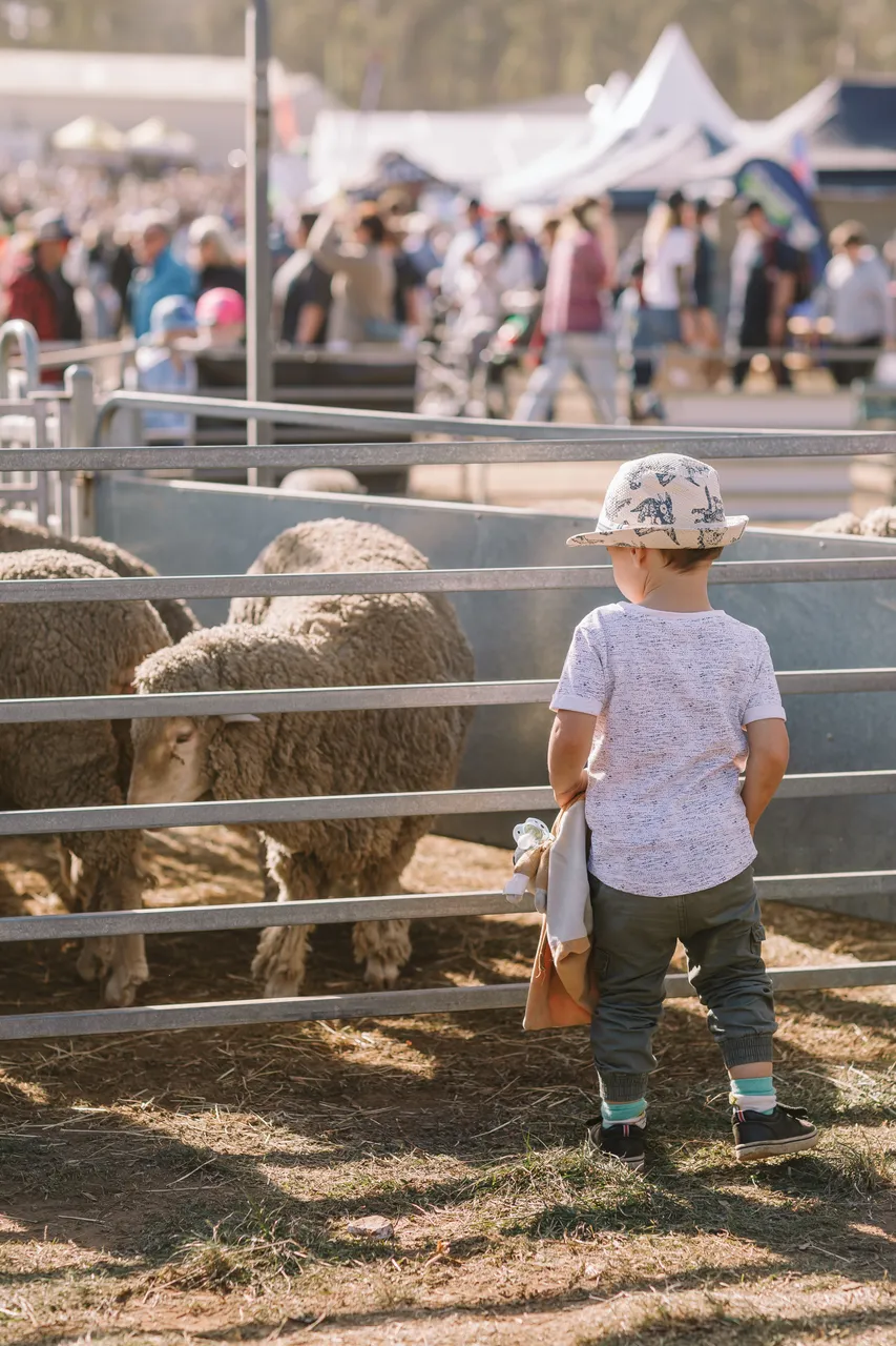 Sheep at Agfest