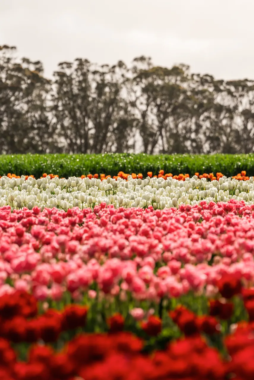 Table Cape Tulip Farm
