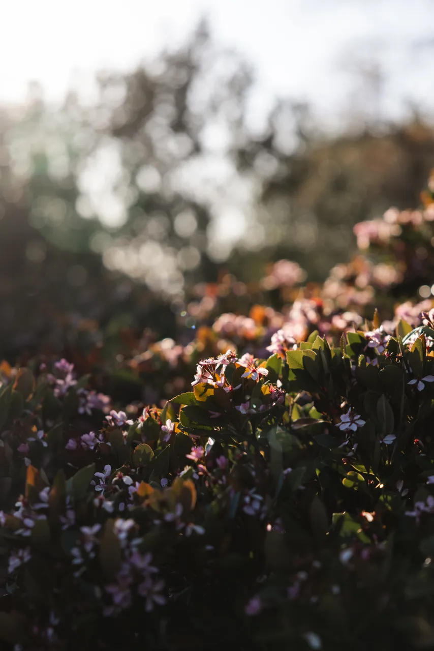 Pink Flowers in Spring