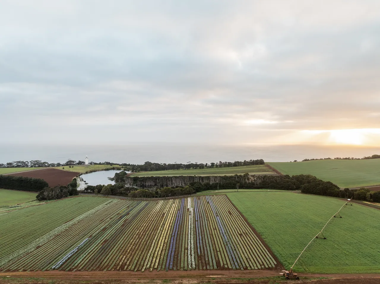 Table Cape Tulip Farm