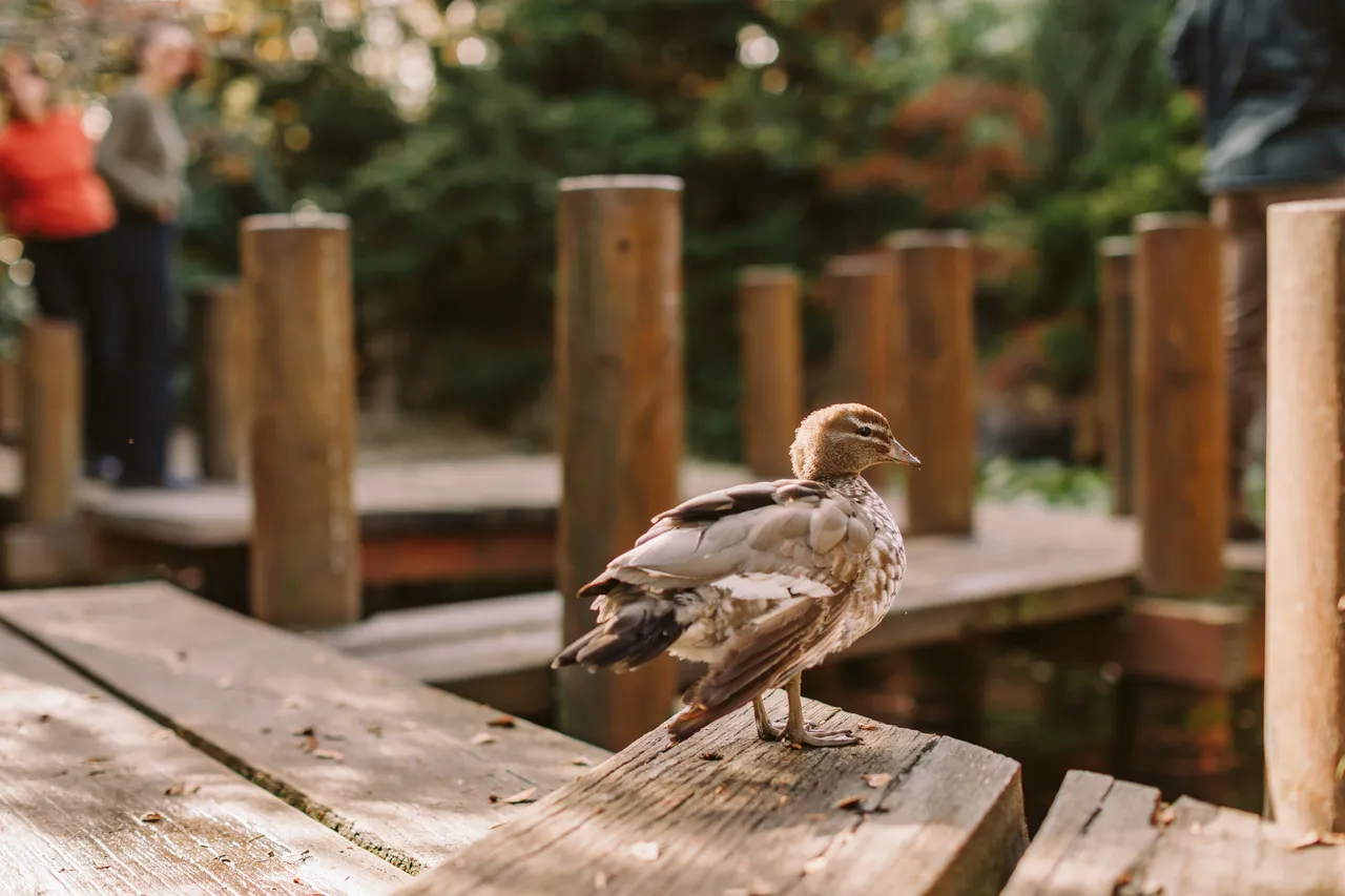 Wood Duck at the Royal Tasmanian Botanical Gardens