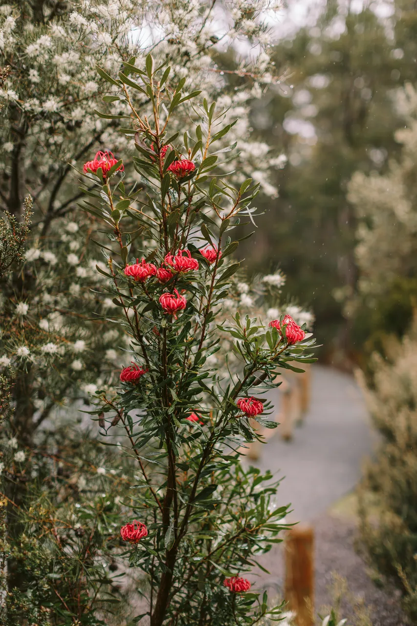 Tasmanian Waratah in Bloom