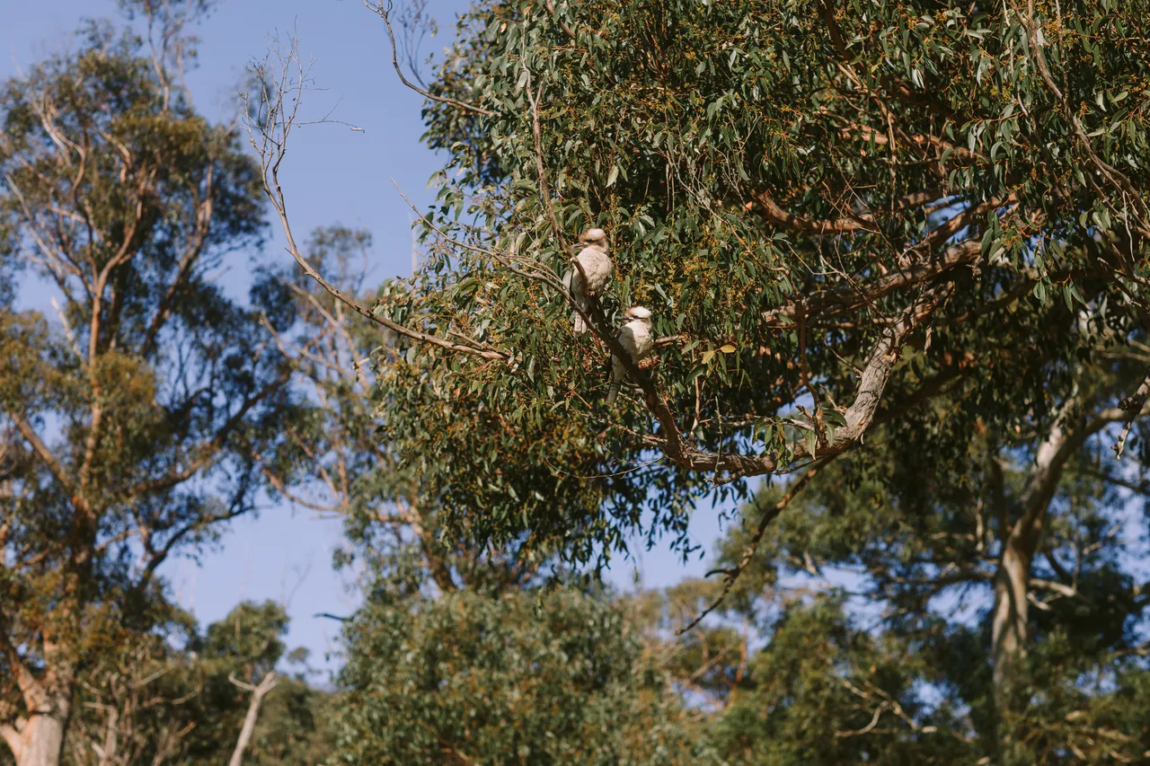 Kookaburras in Gum Tree
