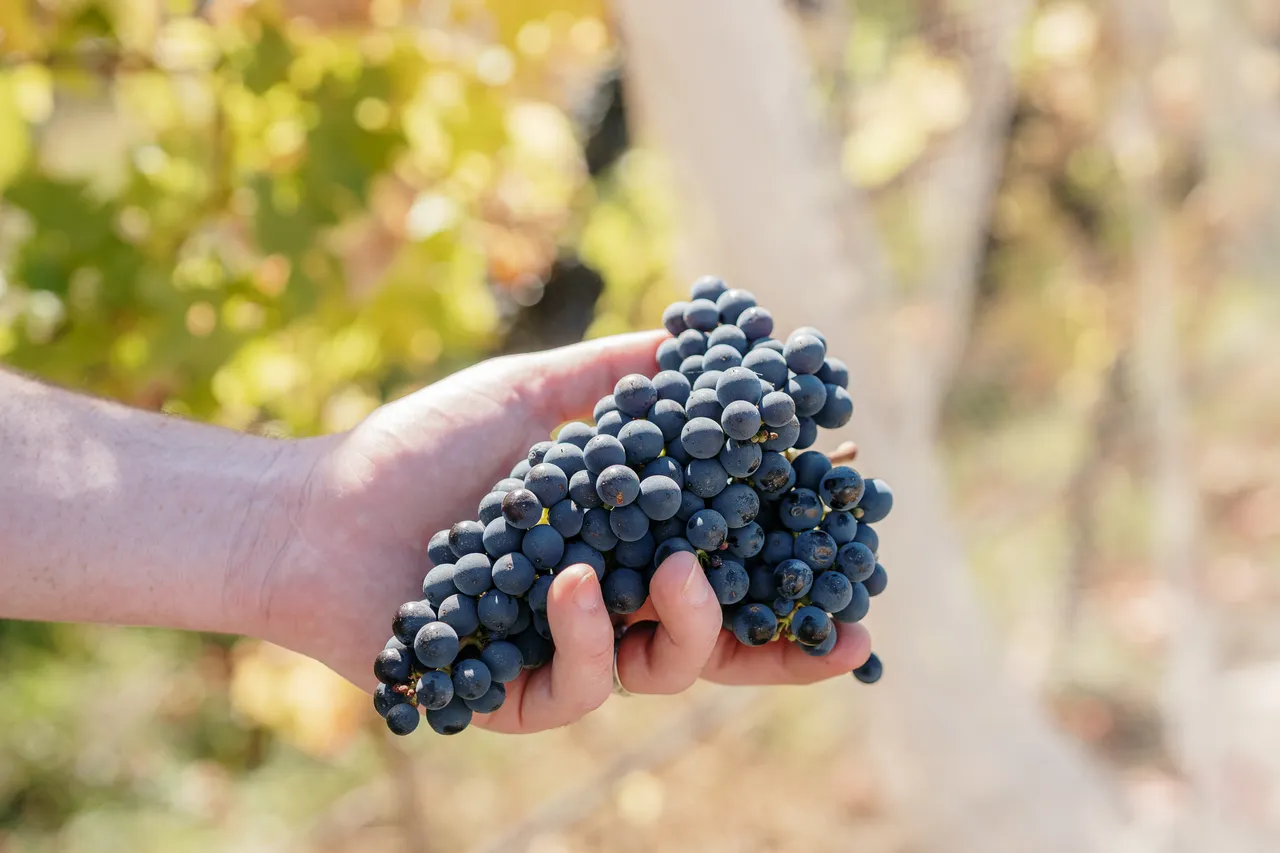 Pinot Noir Grapes at Evenfall Winery
