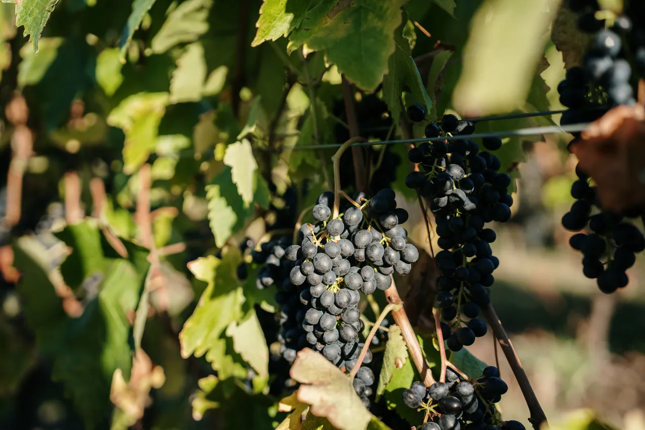Grapes at Utzinger Wines