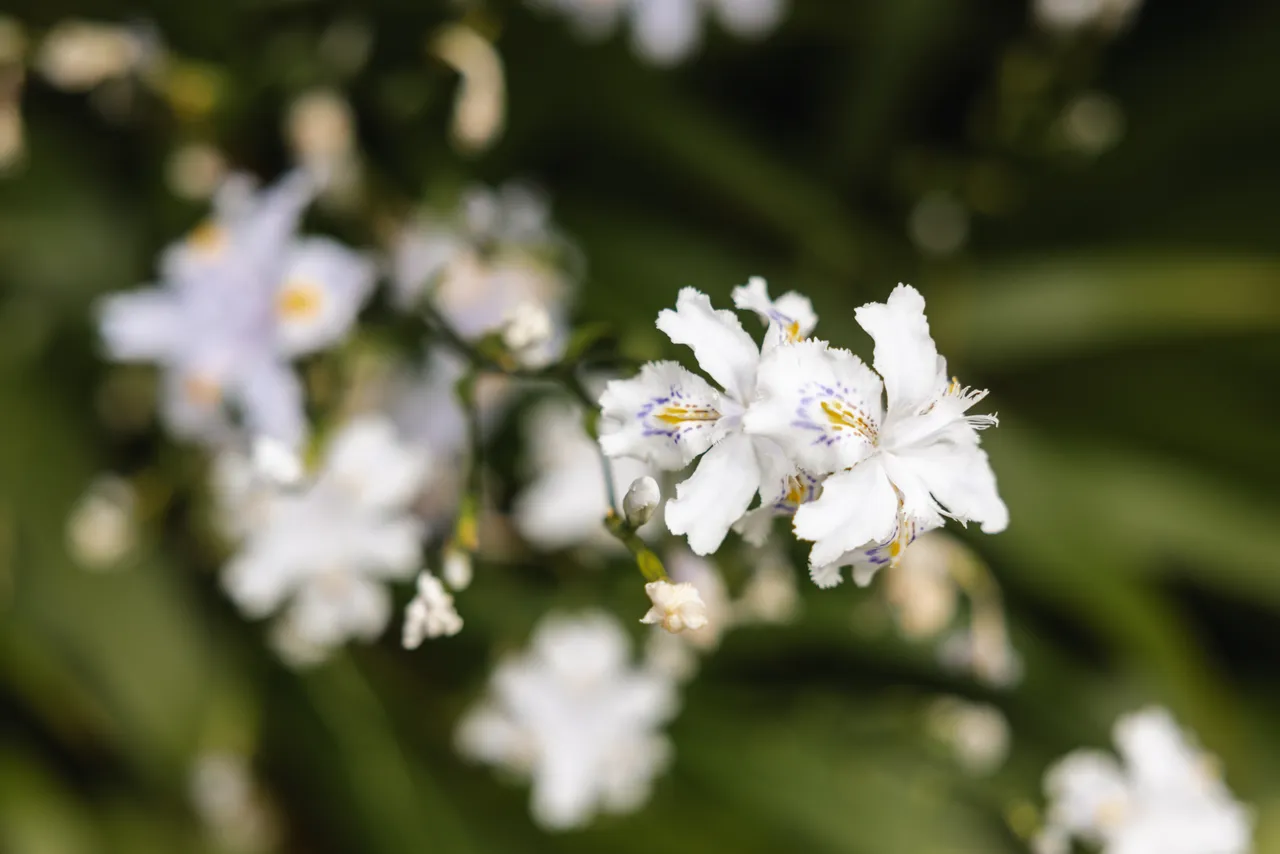White Flowers in Bloom