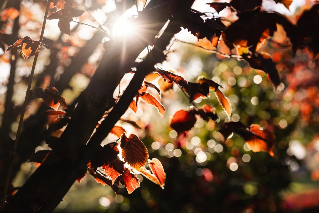 Red Leaves in Sunlight