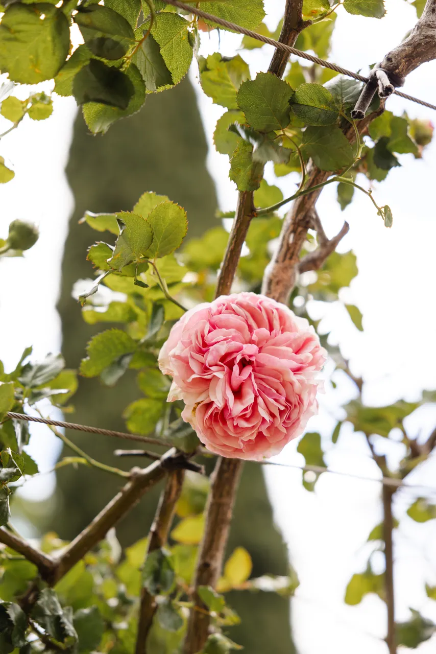Rose at the Royal Tasmanian Botanical Gardens