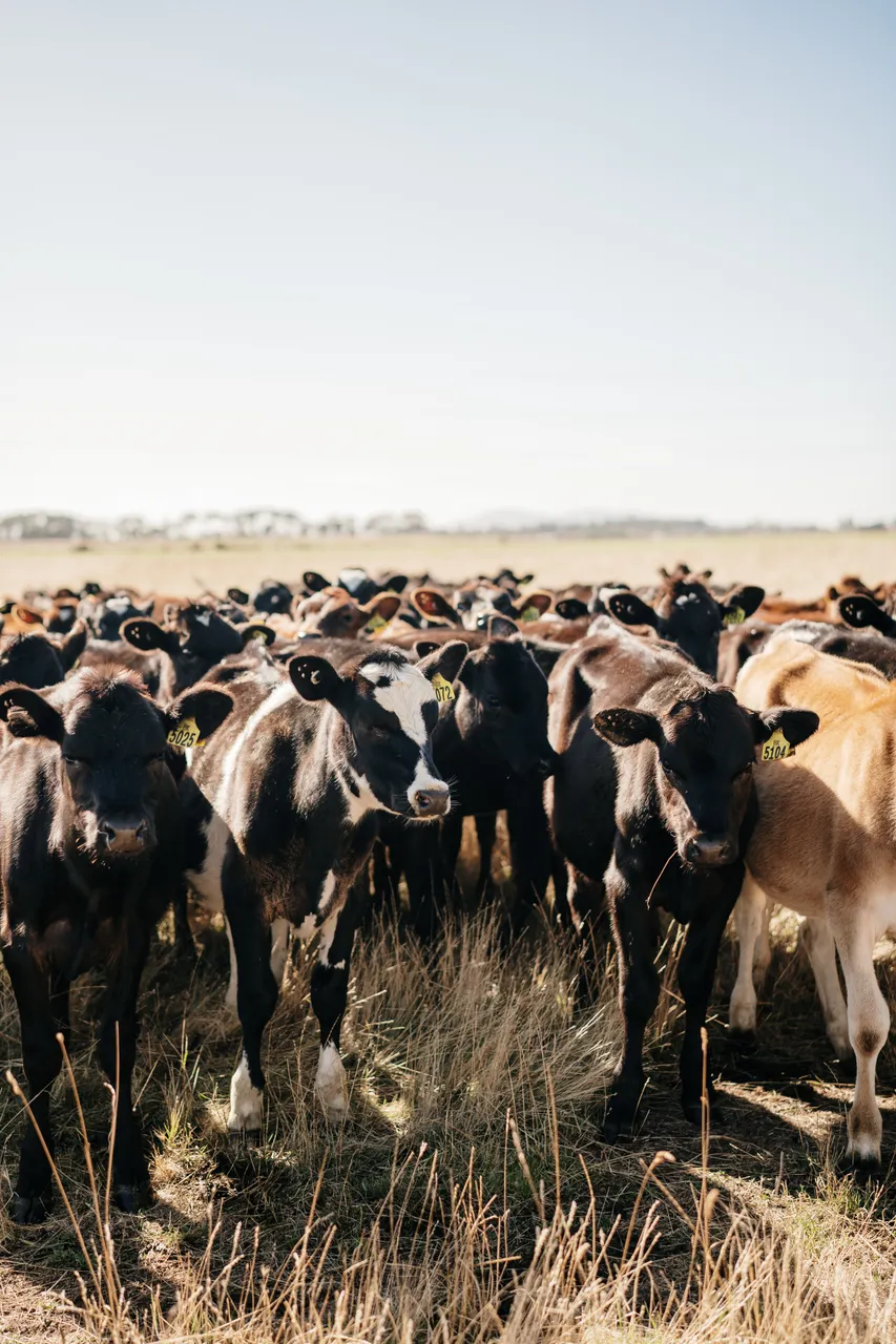 Calves in a Field
