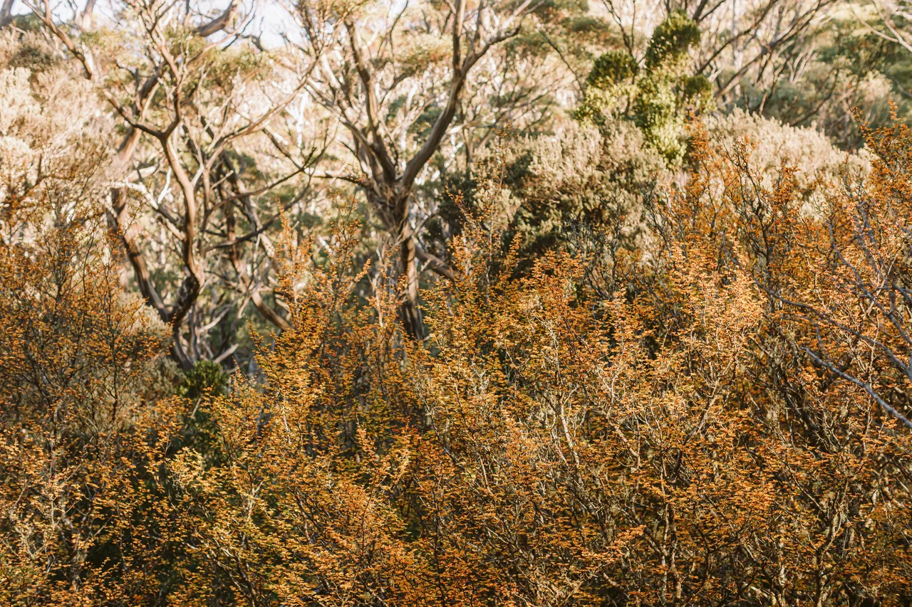Fagus at Mt Field National Park