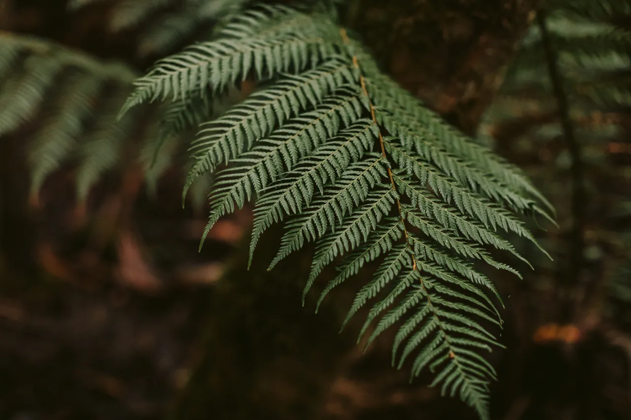 Fern Frond