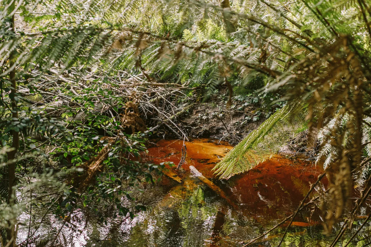 Tannin-Stained Stream