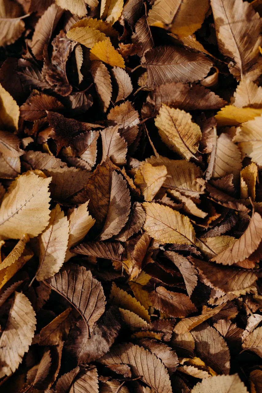 Autumn Leaves