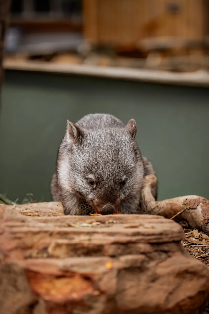 Wombat at Bonorong Wildlife Sanctuary