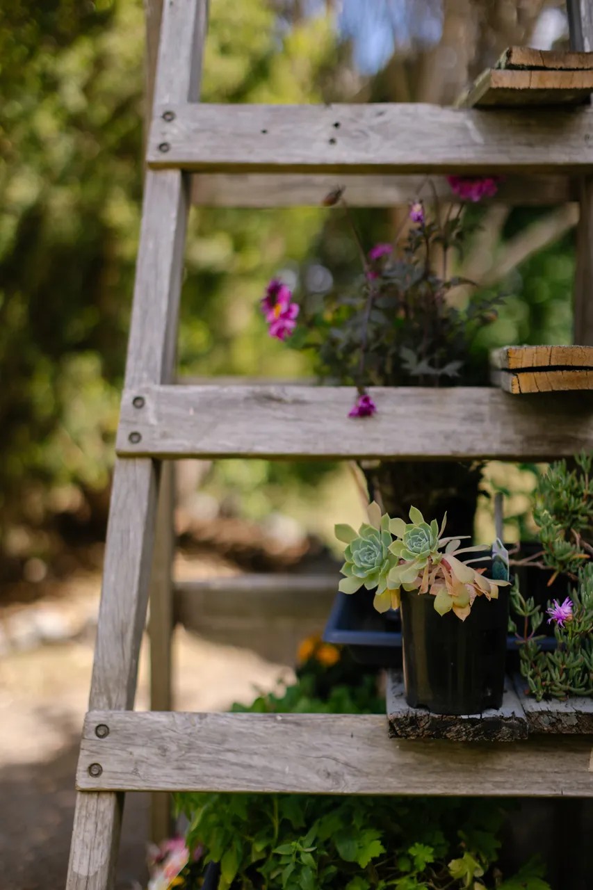 Plants on a Wooden Ladder