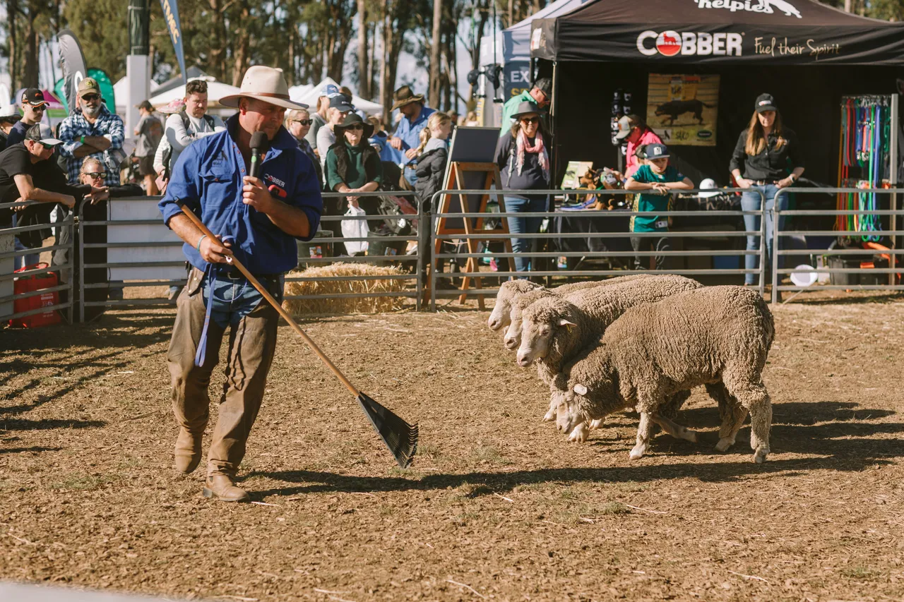 Mustering Sheep