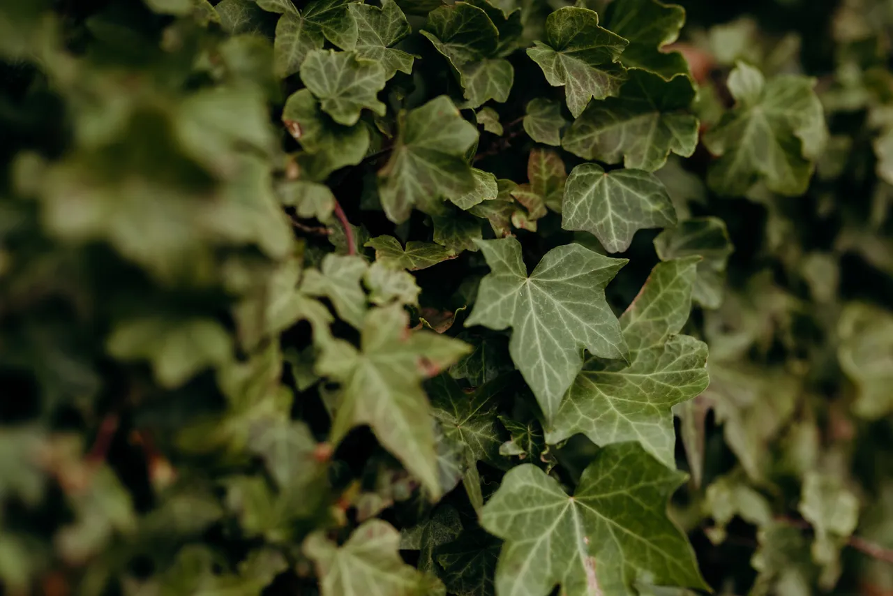 Ivy Wall