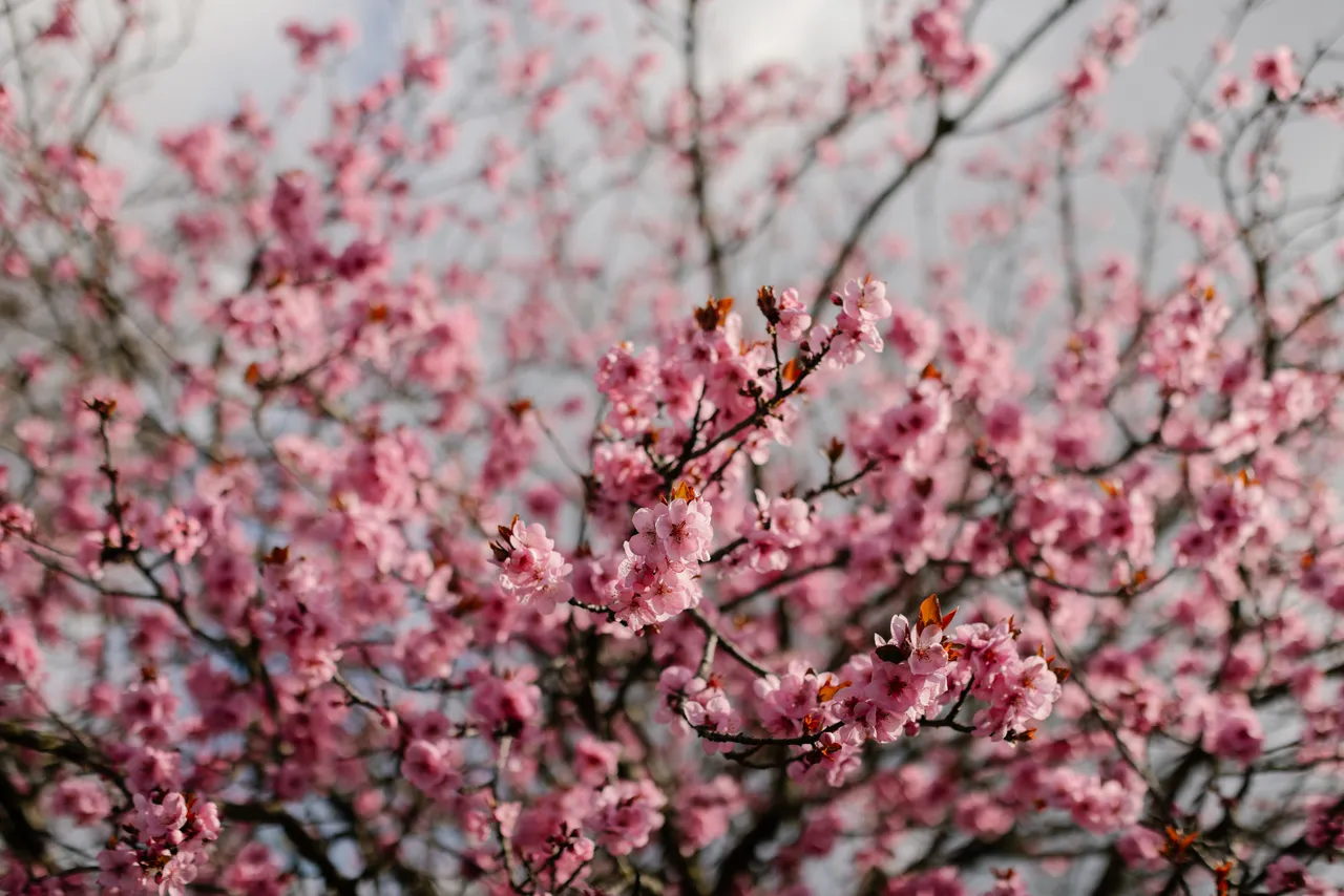 Pink Blossom in Spring