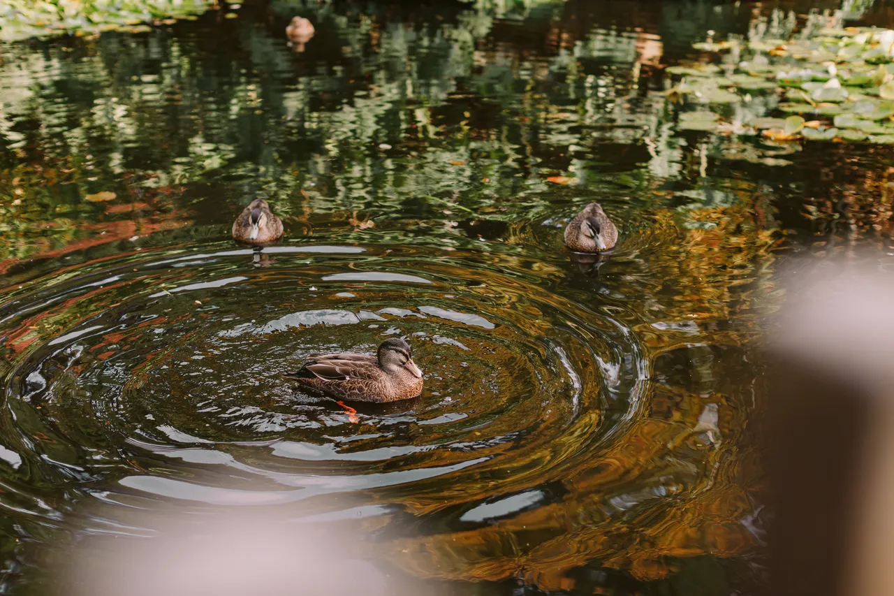 Ducks at the Royal Tasmanian Botanical Gardens