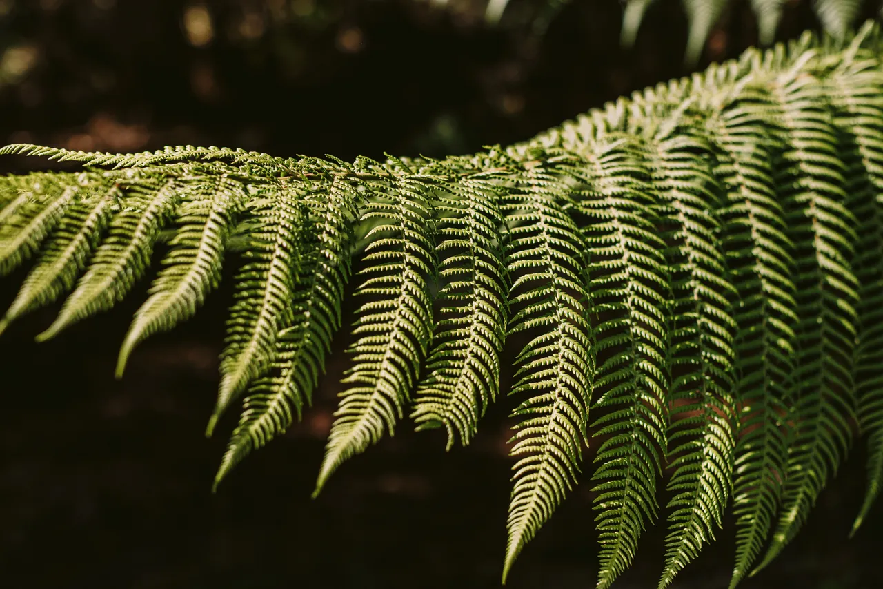 Fern Leaves