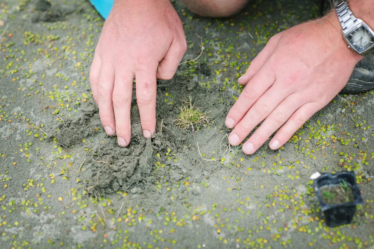 Plant and Land