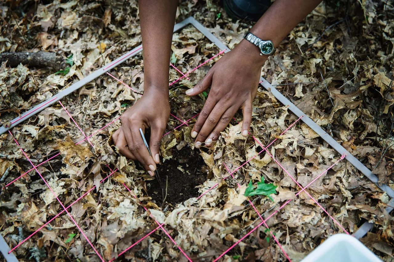 Plant and Land