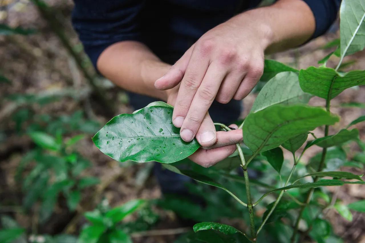 Plant and Land