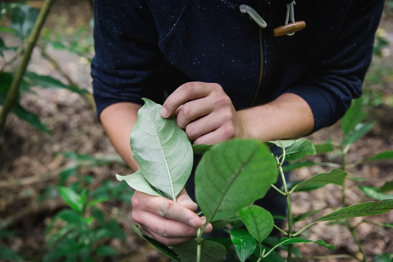 Plant and Land