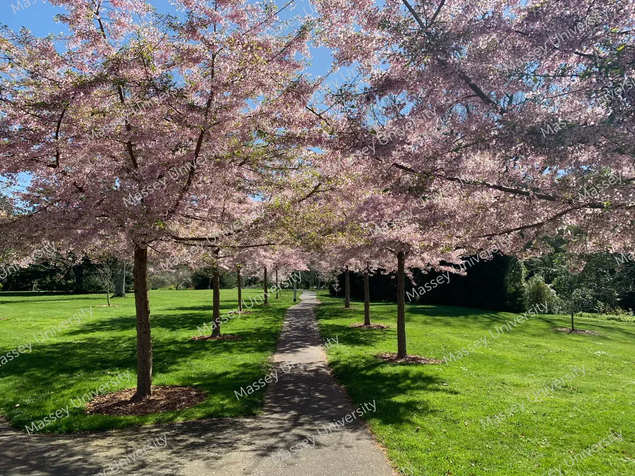 370443-walkway-in-september-2