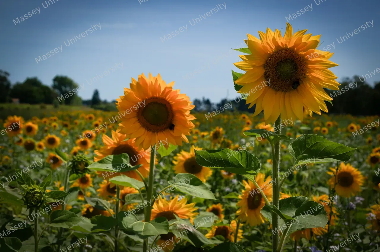 Dairy1_sunflower9_edited