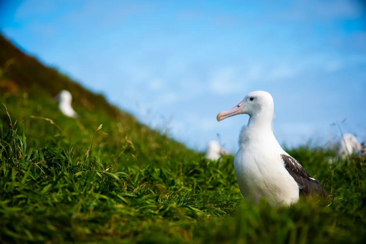 WILDLIFE_Albatross_DunedinNZ_035