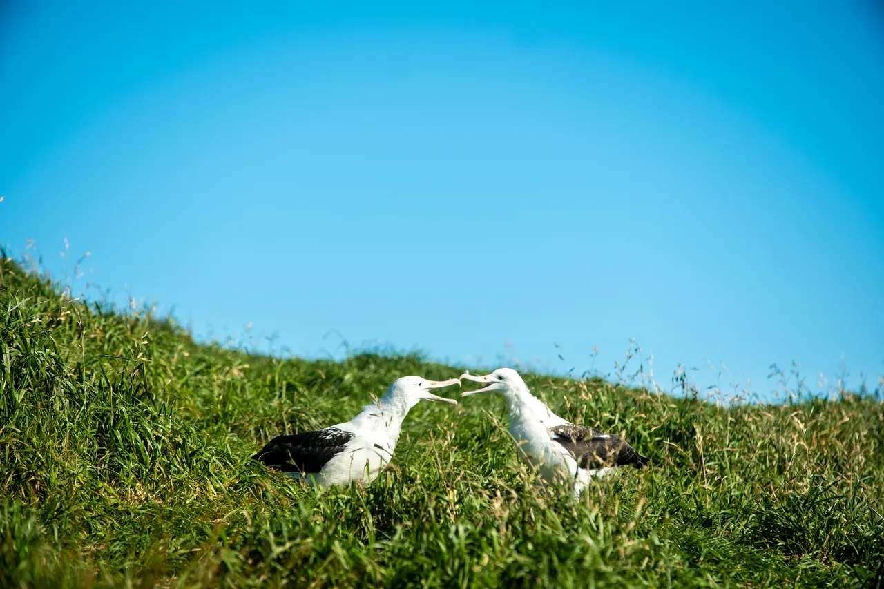 WILDLIFE_Albatross_DunedinNZ_077