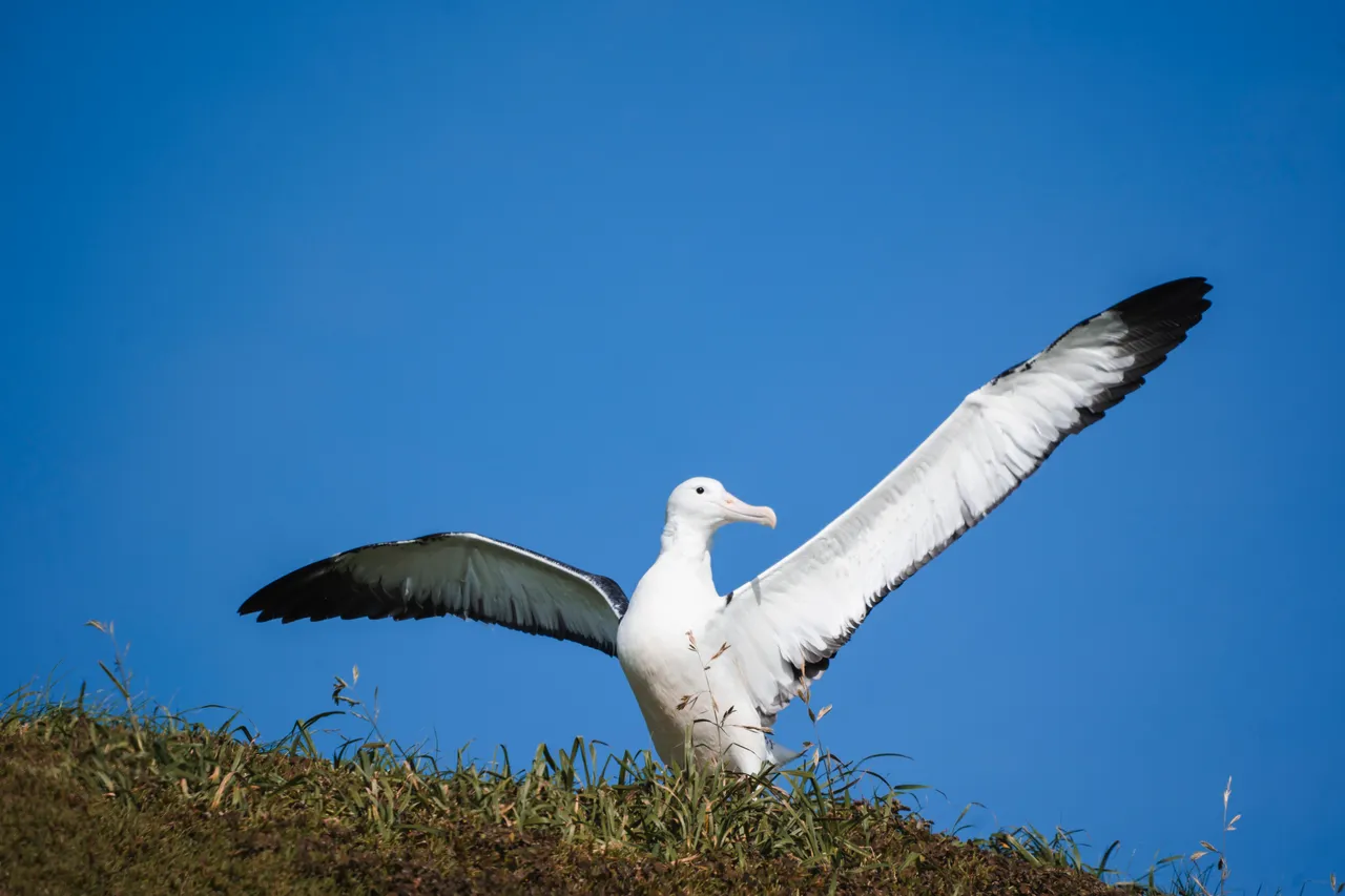 WILDLIFE_Albatross_DunedinNZ_018