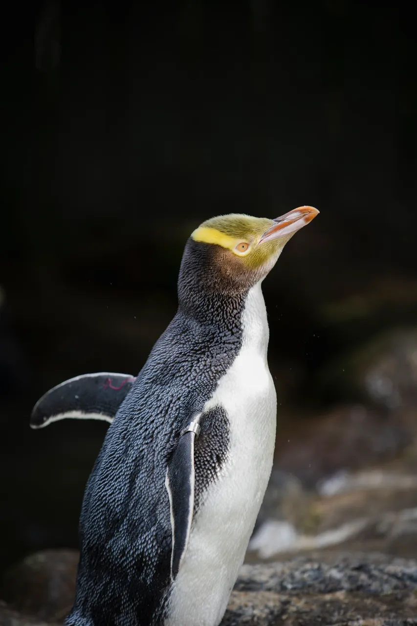 ATTRACTIONS_PenguinPlace_032_DunedinNZ