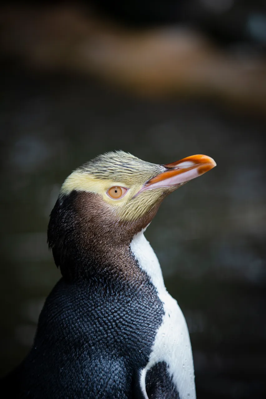 ATTRACTIONS_PenguinPlace_049_DunedinNZ