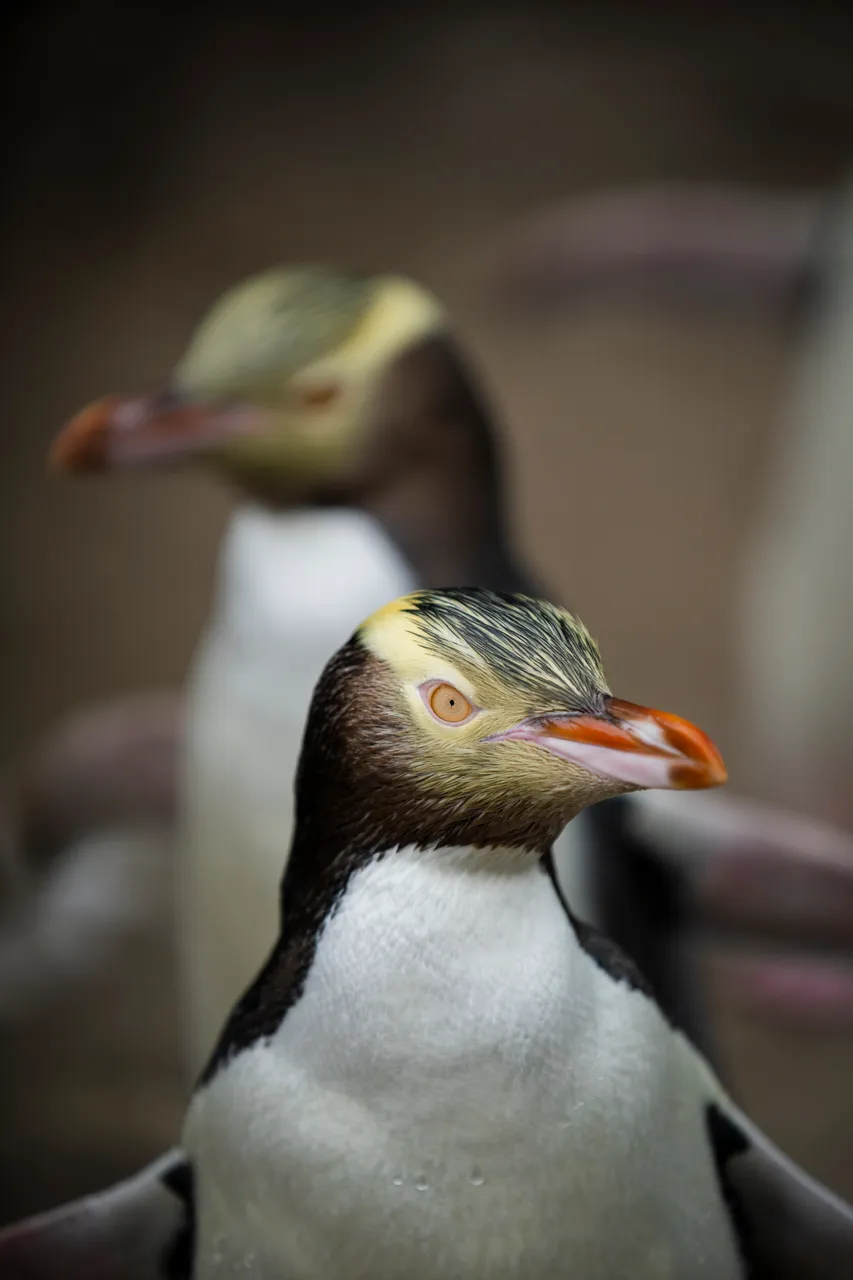 ATTRACTIONS_PenguinPlace_047_DunedinNZ