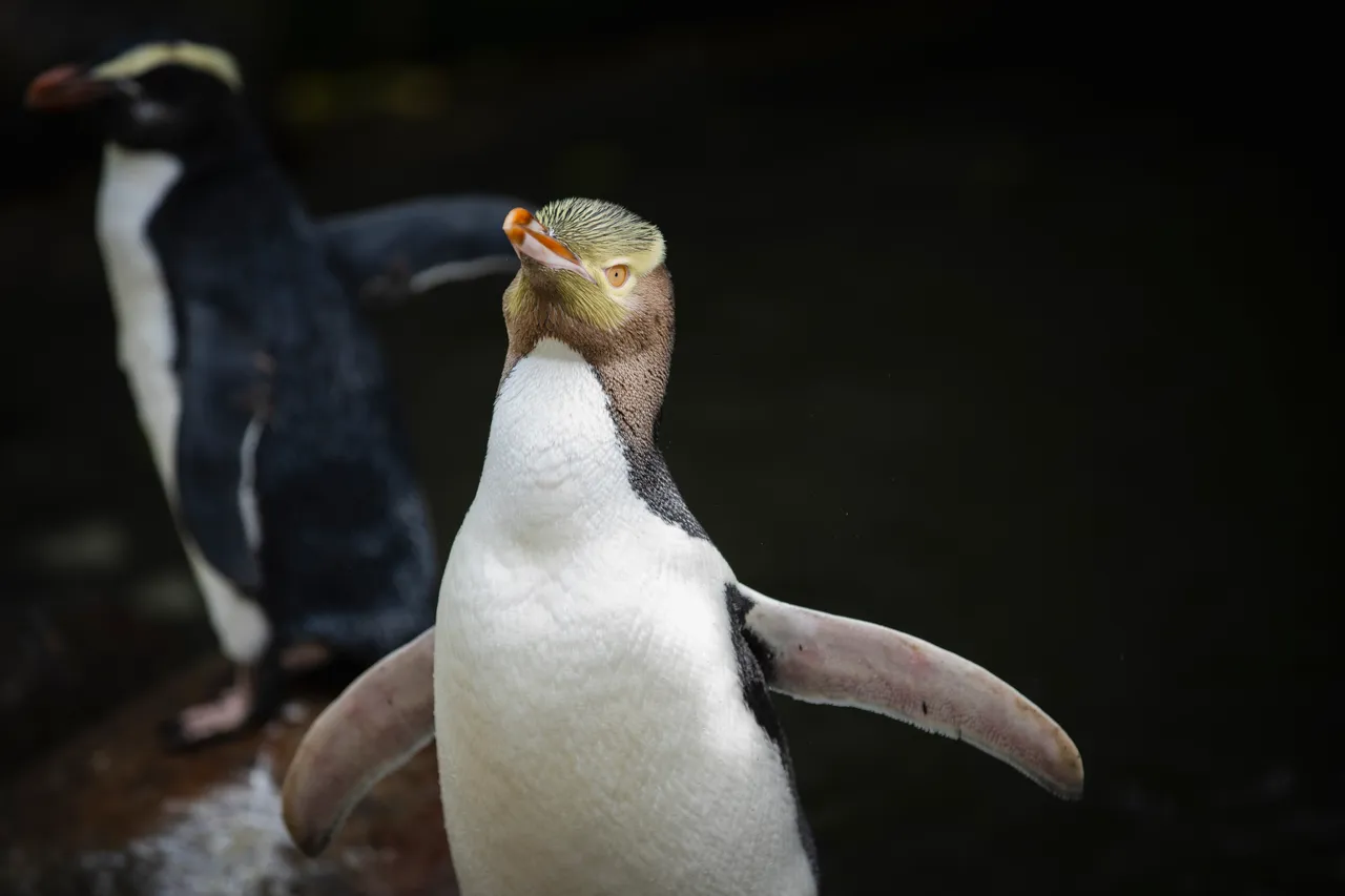 ATTRACTIONS_PenguinPlace_031_DunedinNZ