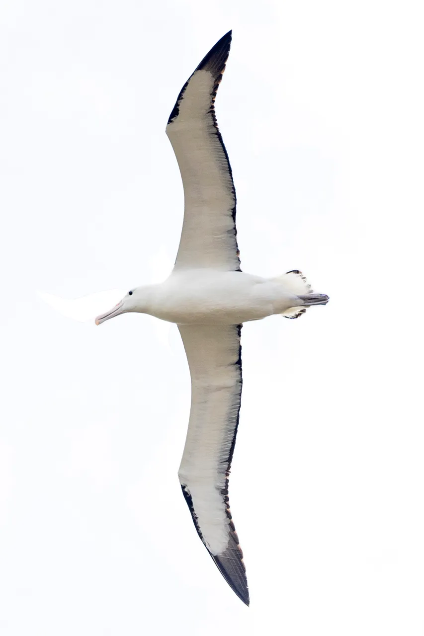 WILDLIFE_NorthernRoyalAlbatross_040_DunedinNZ