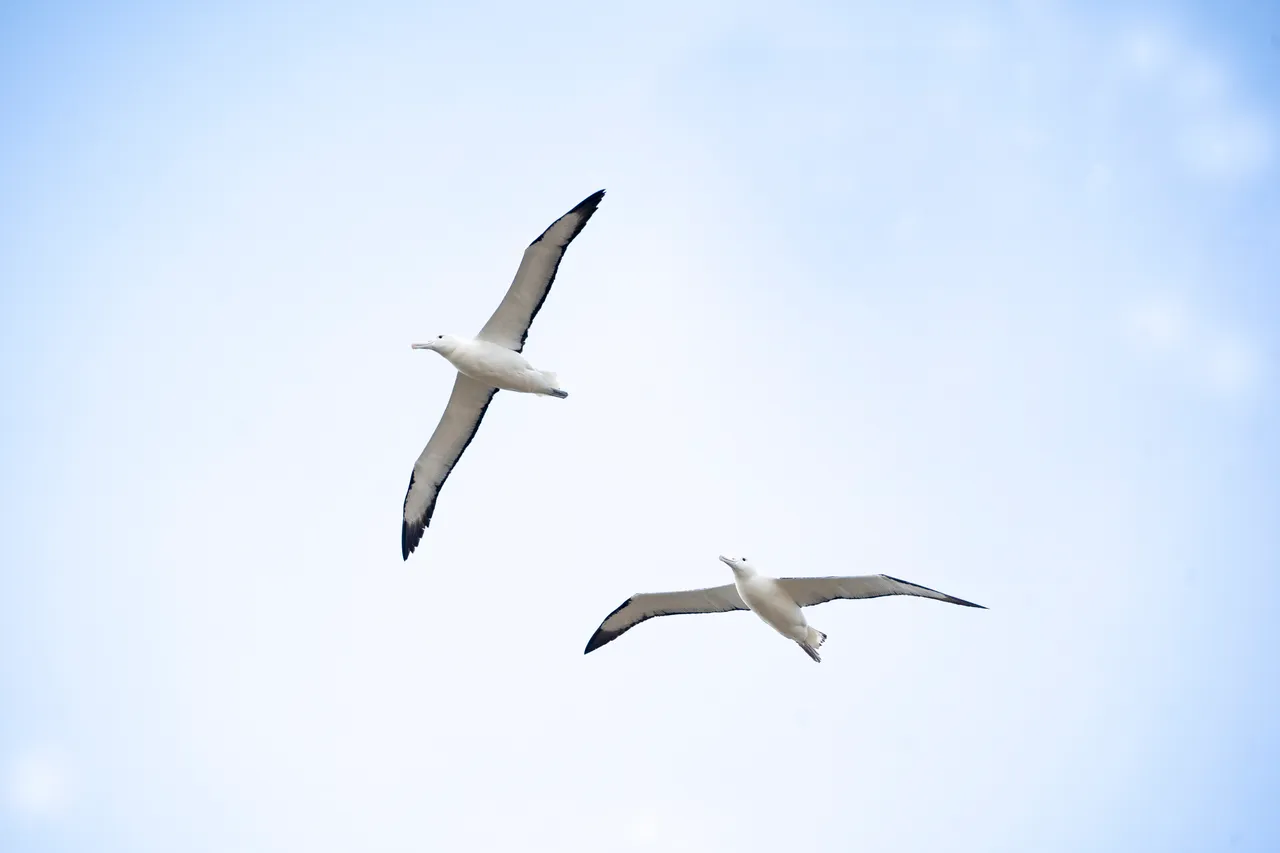 WILDLIFE_NorthernRoyalAlbatross_039_DunedinNZ