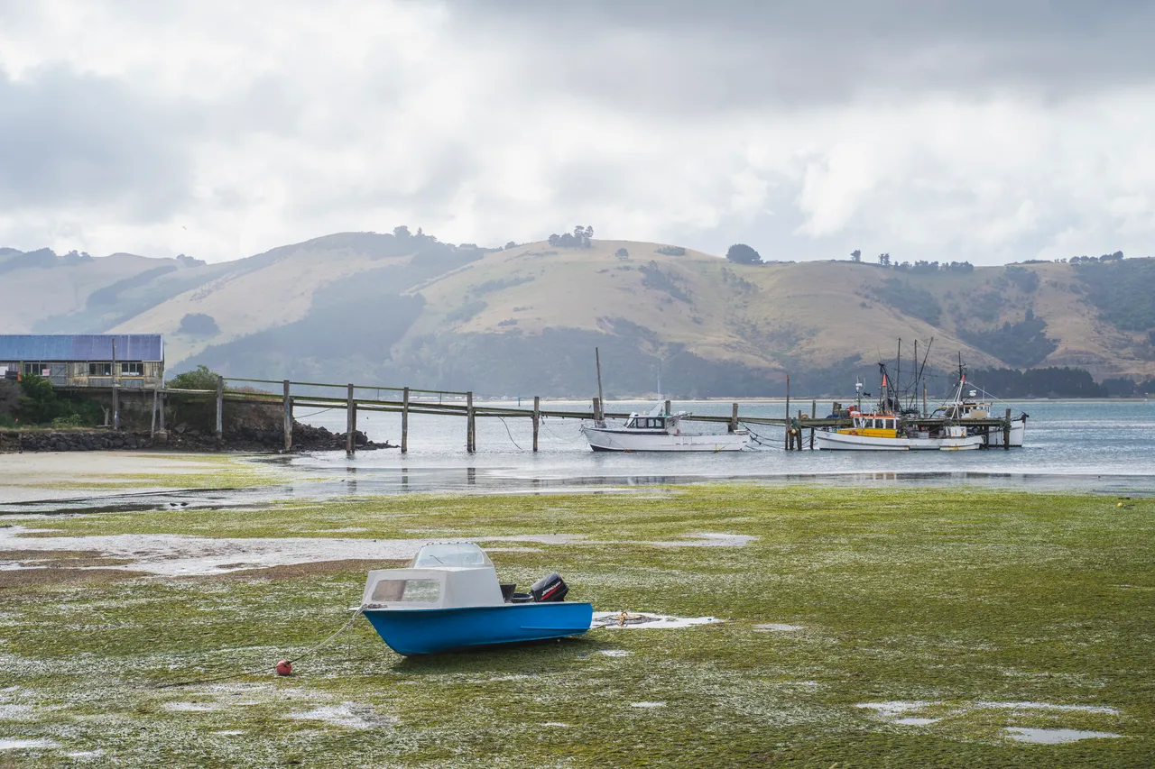 SCENIC_OtagoHarbour_033_DunedinNZ