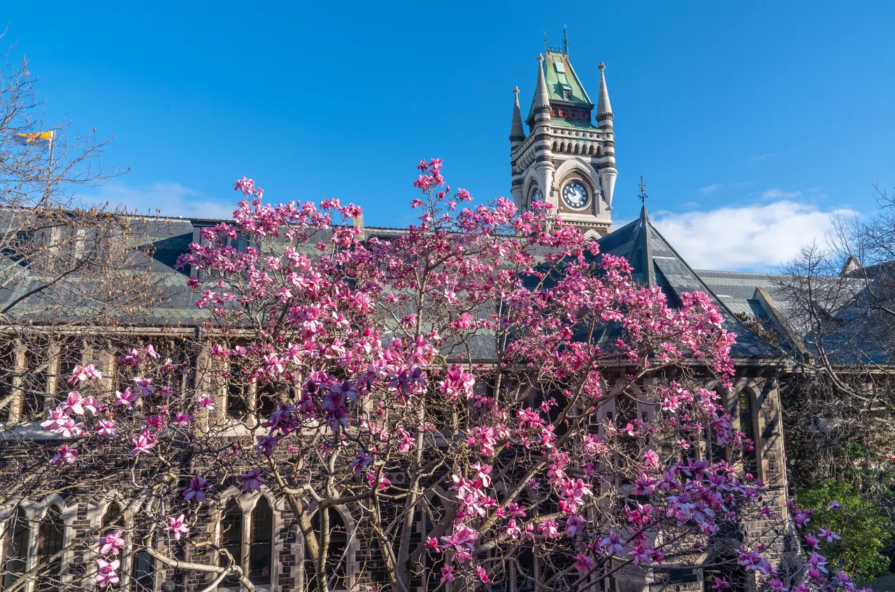 University Magnolia tree